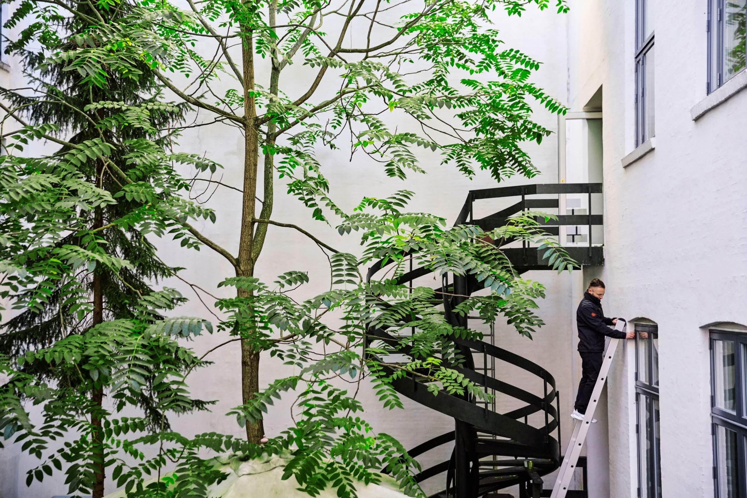 Billede af flot grønt træ og trappe op til bygning. Billedet viser grøn pleje services hos CC Facility.
